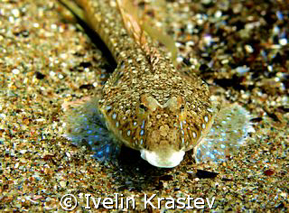 Latin name-Callionymus pusillus.Bulgarian name-Striped se... by Ivelin Krastev 
